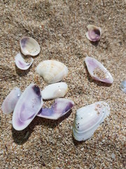 seashells on white sand on a sunny day