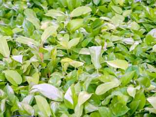 Obraz premium Green and green leaves on background