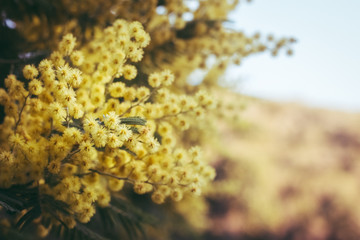 Hermosas flores amarillas del árbol aromo 