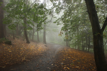A photograph of a footpath trailing into the distance in a foggy and scary-looking forest surrounded by orange fallen leaves