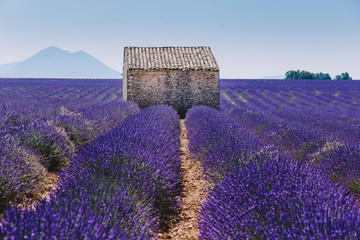 Fototapeta na wymiar maison typique provençale dans un champ de lavande