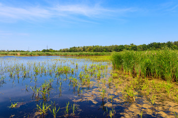 View of lake overgrown with bulrushes on summer