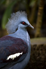 Krontaube