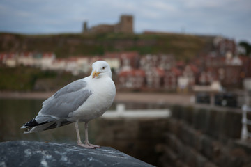 sea gull at whitby harbour with st marys church in the background