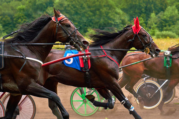 Horses run at high speed along the track of the racetrack. Competitions - horse racing.