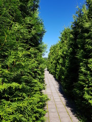 Fototapeta premium coniferous green cypress twigs