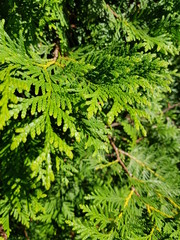 coniferous green cypress twigs