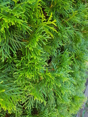 coniferous green cypress twigs