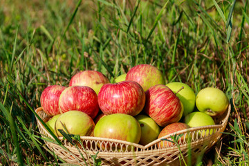 Fresh ripe apples in basket on the green grass
