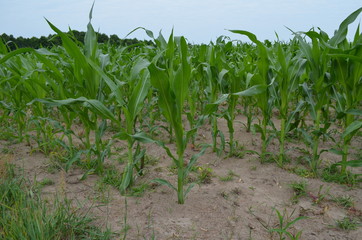 Uprawa kukurydzy - młode niedojrzałe rośliny - obrazy, fototapety, plakaty