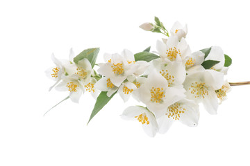 Naklejka na ściany i meble blossoming jasmine flowers on a white background