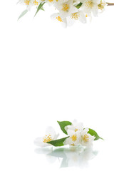 blossoming jasmine flowers on a white background