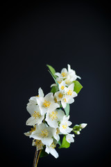 blossoming jasmine flowers on a black background