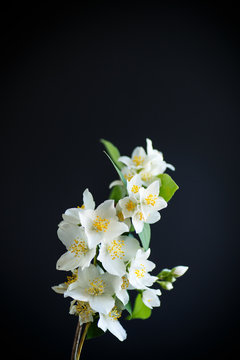Fototapeta blossoming jasmine flowers on a black background