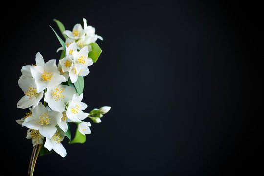 Fototapeta blossoming jasmine flowers on a black background