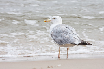 Mewa na brzegu morza © Mariusz Stoszewski