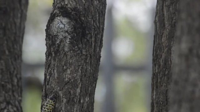 Mopani worm climbing tree long