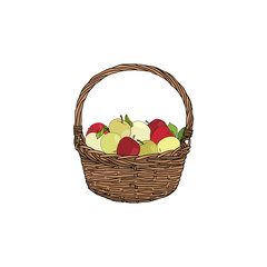 Basket with different kinds of apples isolated on a white background. Autumn harvest symbol, logo, emblem. Vector illustration with fruits. 