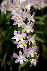 Tropische Orchideenblüten