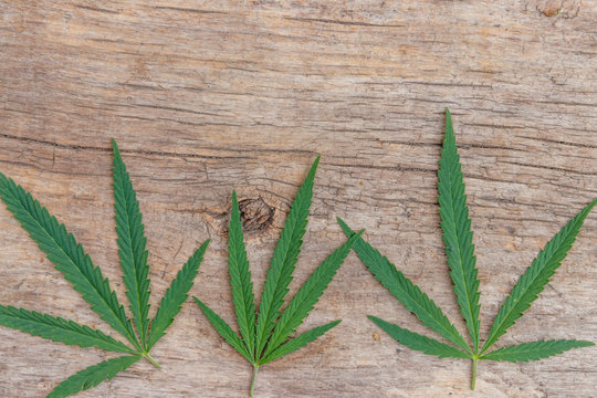 Green cannabis leaves on wooden background