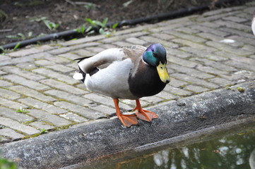 Proud duck