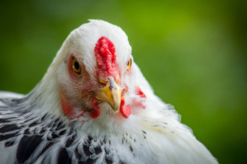 Light Brahma Farm Chicken