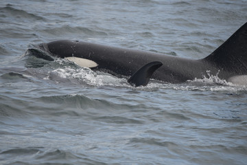 Obraz premium Orca Zbliżenie, Lodowata Cieśnina, Alaska