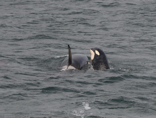 Spyhopping Baby Orca, Icy Strait, Alaska © Betty Sederquist