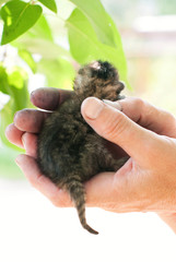 Cute little kitten in human hands - tabby cat - pet care concept