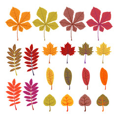 Autumn leaves yellow foliage vector set. Season of orange leaves, illustration collection of october leaves. Isolated On White Background