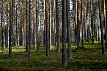 Pine forest in summer light