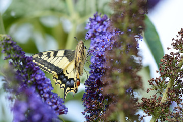 papillon . Le machaon