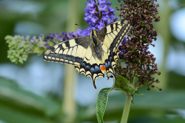 papillon . Le machaon