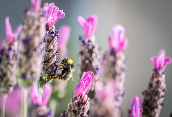 bumblebee & Lavender