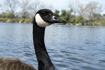 Closeup of goose