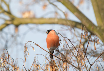 Gil male, birding Poland