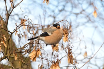 Gil bird female, birding Poland