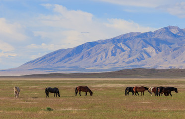 Majestic Wild Horses in Utah in Summer