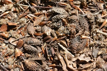 Closeup photograph of beech nuts, burrs, and bud scales on the forest floor. Also, a single, tiny grub can be seen.