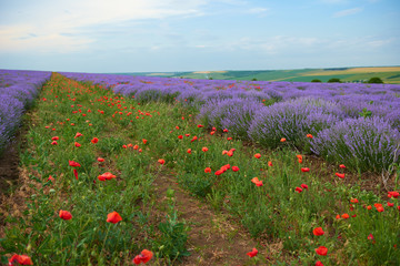 lavender field with poppy flowers, beautiful summer landscape