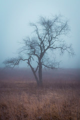 Fototapeta na wymiar Foggy mornig tree