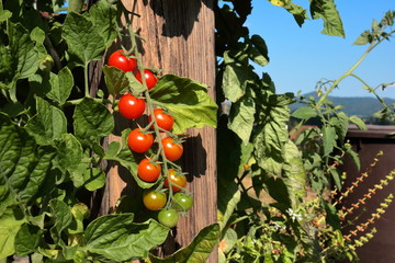 Früchte einer Cherrytomate aufgenommen Mitte August 2018