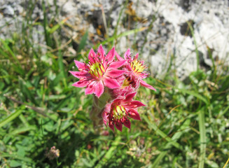 170705_Collado Jermoso_Flor_Sempervivum vicentei o Siempreviva_1525__3648 x 2736__acd.jpg
