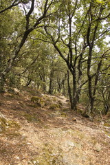 Chemin de randonnée dans la forêt, Cévennes