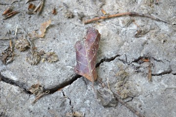 Closeup photograph of a red beech leaf on cracked soil.
