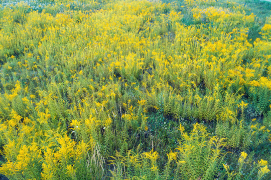 Ragweed Field In Summer. Natural Background