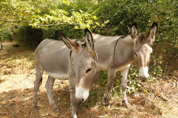 Ânes de montagne dans les Cévennes