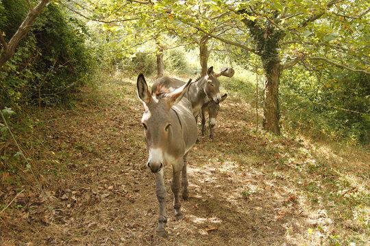 Ânes de montagne dans les Cévennes