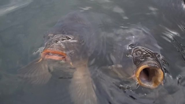 carpes
