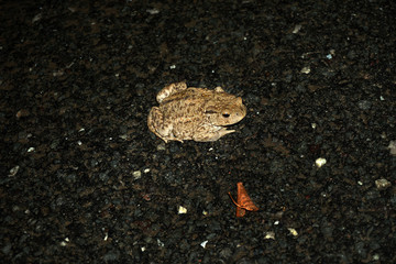 Kröte Blatt toad adobe stock  Krötenwanderung